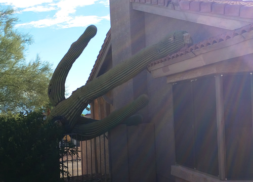 Cactus Fell on House Fountain Hills, AZ